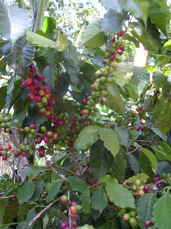 A close up photo of coffee cherries