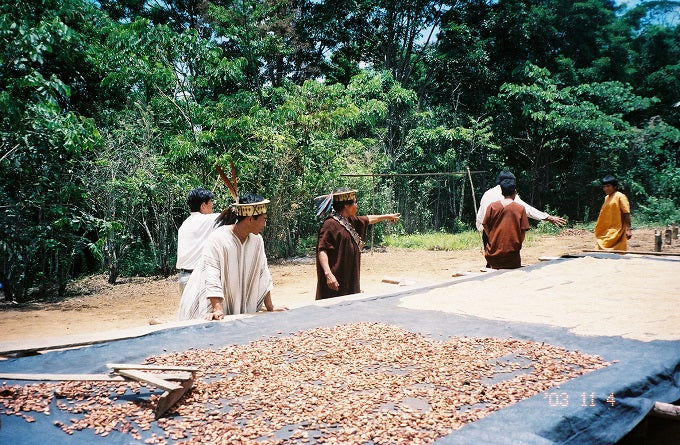 Indigenous farmers working next to a bed of drying coffee, with a forest behind them