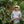 A man wearing a cowboy hat standing next to a coffee tree abundant with cherries