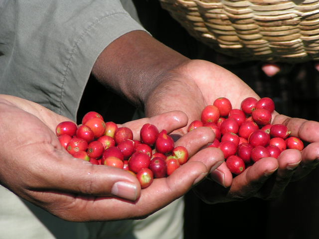 Two handfuls of coffee cherries