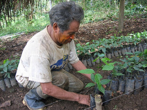 A cheerful farmer is picking coffee cherries and placing them in a bucket