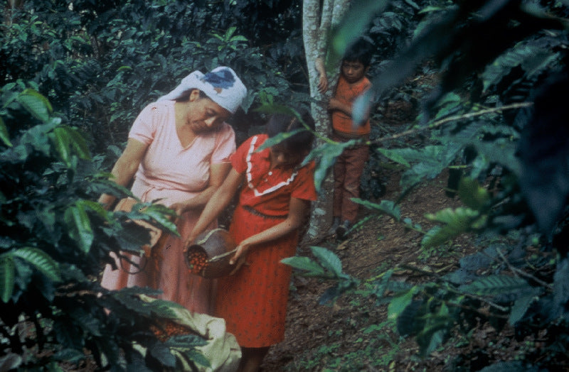 A farmer and a child filling a sack with coffee cherries; a young boy looks on