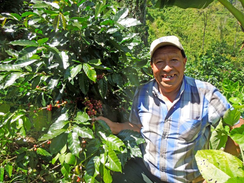 A smiling Guatemalan farmer showing off some coffee cherries