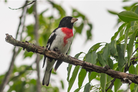 a red breasted bird alighted upon a branch