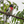a red breasted bird alighted upon a branch