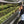 A woman holding up a peace sign next to a tree nursery