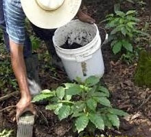 A farmer tending to coffee plants
