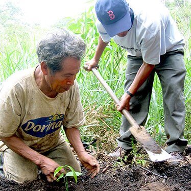 Two farmers planting coffee seedlings