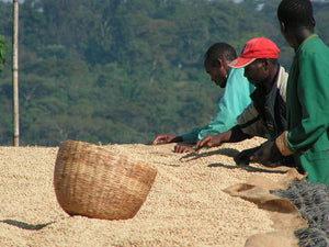 Farmers sorting green beans on a drying bed